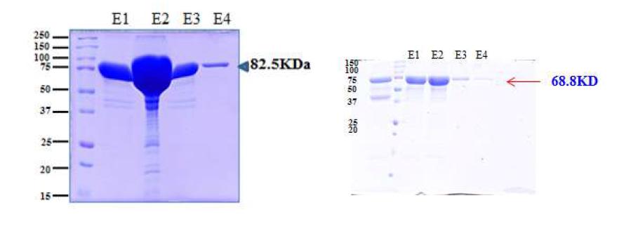 Recombinant OsMAPKK6 (left) and OsMAPKKK63 (right).