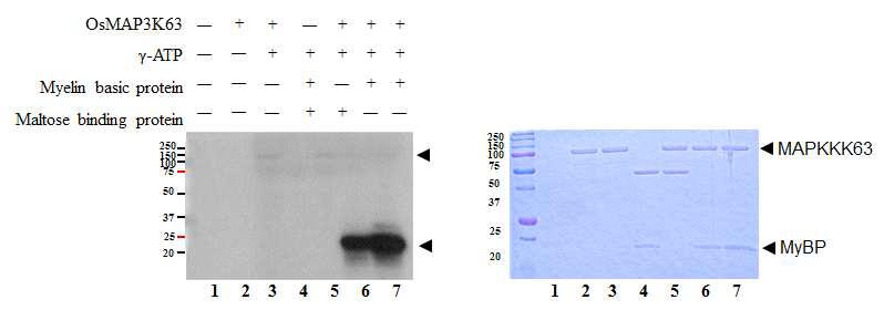 In vitro kinase assay of OsMAPKKK63.