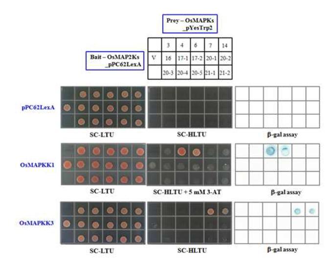 Pair-wise interactions between OsMAP2Ks and OsMAPKs. Two-hybrid assay의 일부를 표시하였다.