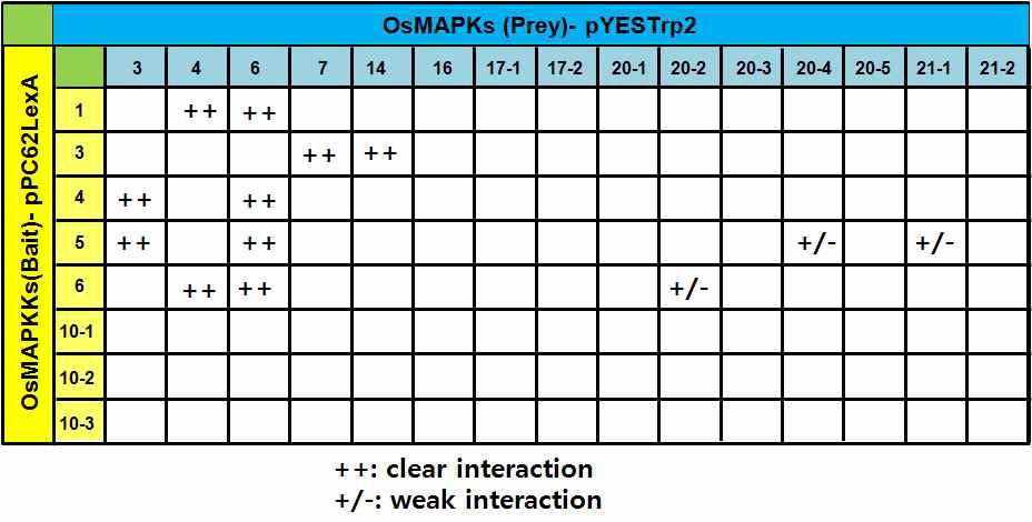 OsMAP2K와 OsMAPK 간의 상호작용.