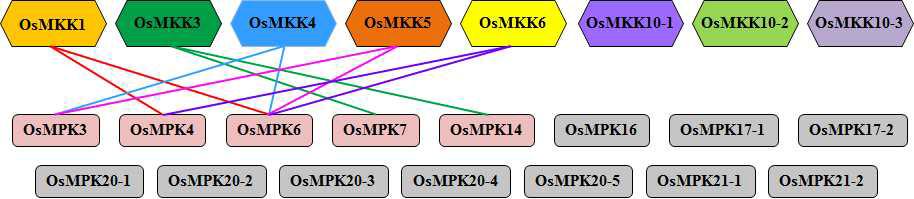 Interaction map between OsMAP2K와 OsMAPK.