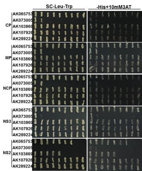 5개의 RSV 단백질 (CP, MP, NCP, NS3, NS2)과 NBS-LRR을 포함하는 벼 5개 단백질들 (AK065753, AK073005, AK103869, AK107926, AK289224)과의 상호 작용을 Y2H를 이용하여 연구함.