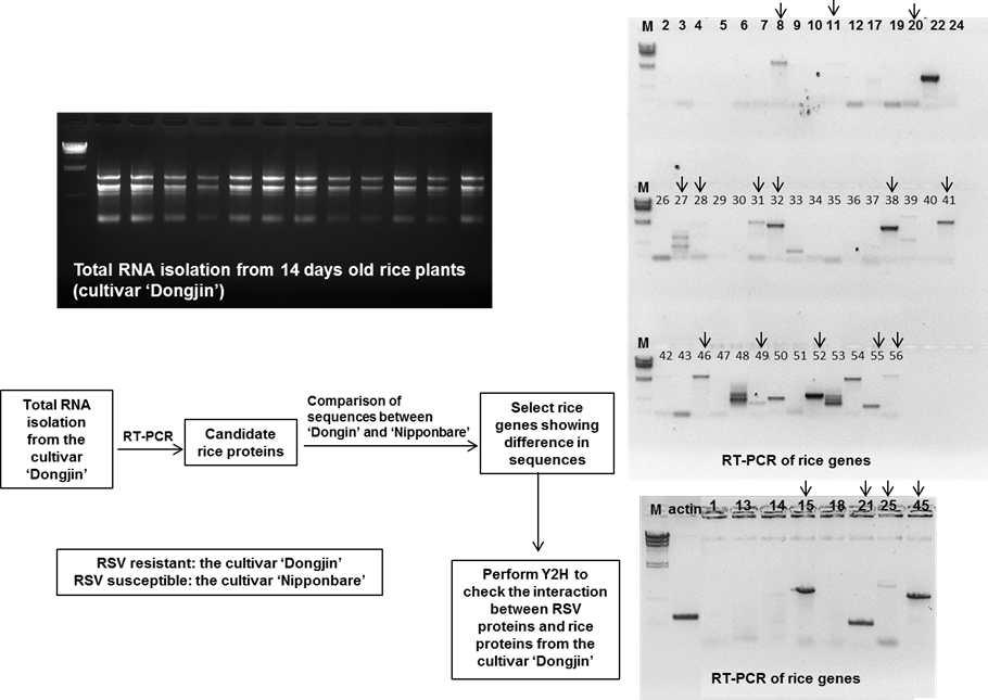벼 저항성 품종인 동진으로부터 45개 벼 유전자들을 클론하여 염기서열을 비교하고, Nipponbare와 비교하여 염기서열에 차이가 있는 유전자들만 클론하여 Y2H를 수행하였음.