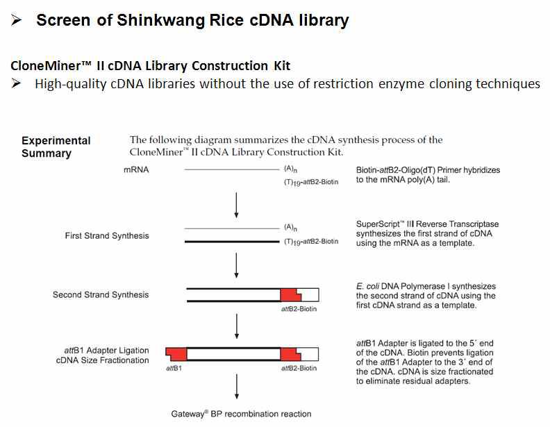 CloneMiner kit을 이용하여 gateway compatible한 벼 (신광 품종) cDNA library 구축 실험 모식도.