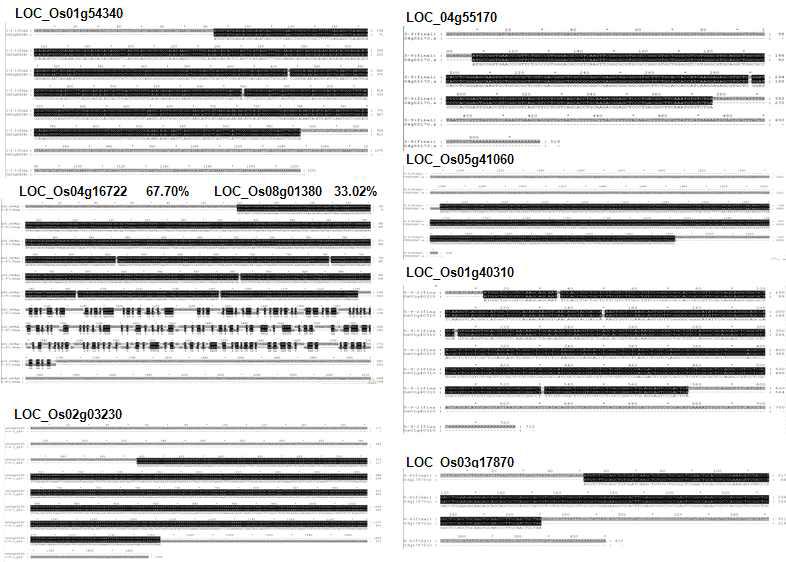 RSV CP를 bait로 하여 벼 품종 신광 cDNA library로부터 positive한 결과를 보여주는 클론들을 sequencing하여 분석하여 벼 reference 유전자에 alignment한 결과 사진.