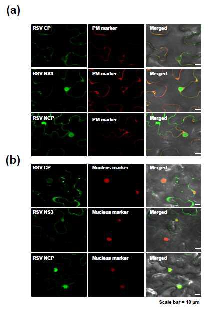 Subcellular localization of CP, NS3 and NCP. (a)Co-localizationstudy of CP, NS3, and NCP with a plasma membrane. (b) Co-localization study of CP, NS3, and NCP with a nucleus marker.