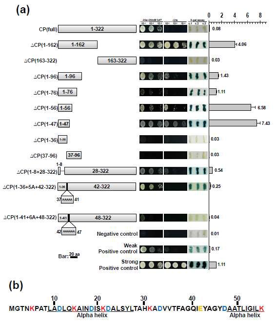 Identification of the region which is important for RSV CP self-interaction. (a) Detailed information for all truncated mutants and their interaction with full length CP by Y2H. Colonies from -LT medium (SC medium without leucine and tryptophan) were verified on -His + 20 mM 3AT medium (SC medium without leucine, tryptophan and histidine but with 5 mM 3-Amino-1,2,4-triazole), -Ura (SC medium without leucine, tryptophan and uracil) by gradient concentration such as 10-1,10-2,10-3andthree different colonies were used for X-gal assay. The interaction strength was calculated by quantitative assays of β-galactosidase activity in liquid medium. Three controls, represent strong interaction, weak interaction, and no interaction were generated by co-transforming control plasmids provided by ProQuest™ Two-Hybrid System (Invitrogen). (b) Amino acids sequences of RSV CP (from 1 to 56). Two alpha helices, located at aa 9-27 and 48-56, respectively, were predicted by I-TASSER ONLINE. The colored amino acids indicate charge amino acids.