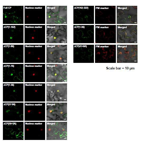 Co- localization study of CP truncated mutants with a nucleus maker. Truncated mutants tagged with GFP were co-infiltrated with a nucleus or PM markers. Four mutants such as ΔCP(1-162), ΔCP(1-96), ΔCP(37-96) and ΔCP(1-36+5A+42-322) were co-localized with a nucleus marker while ΔCP(163-322), ΔCP(1-36) and ΔCP(1-41+6A+48-322) were co-localized with a PM marker.