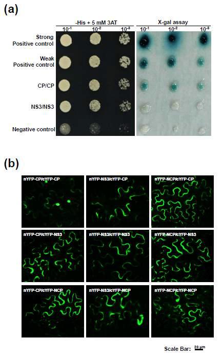 Interaction study of CP, NS3, and NCP by Y2H and BiFC. (a) Self-interaction of RSV CP and NS3 by Y2H. (b) Interaction study of CP, NS3, and NCP by BiFC.