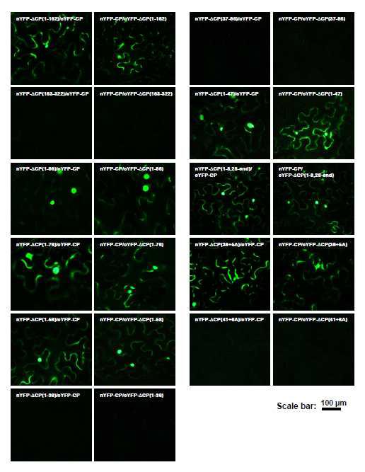 Interaction study between RSV CP mutants and full length CP by BiFC assay in Nicotiana benthamiana. CP truncated mutants and full length CP were tagged with nYFP and cYFP, respectively.