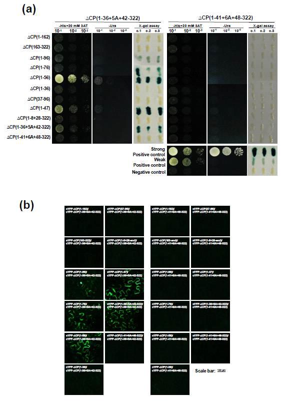 Interaction study between CP truncated mutants and substitution mutants.(a) Interactionstudy between CP truncated mutants and substitution mutants such as ΔCP(1-36+5A+42-322) and Δ CP(1-41+6A+48-322) by Y2H. (b) Interaction study between CP truncated mutants and substitution mutants by BiFC) assay in Nicotiana benthamiana.