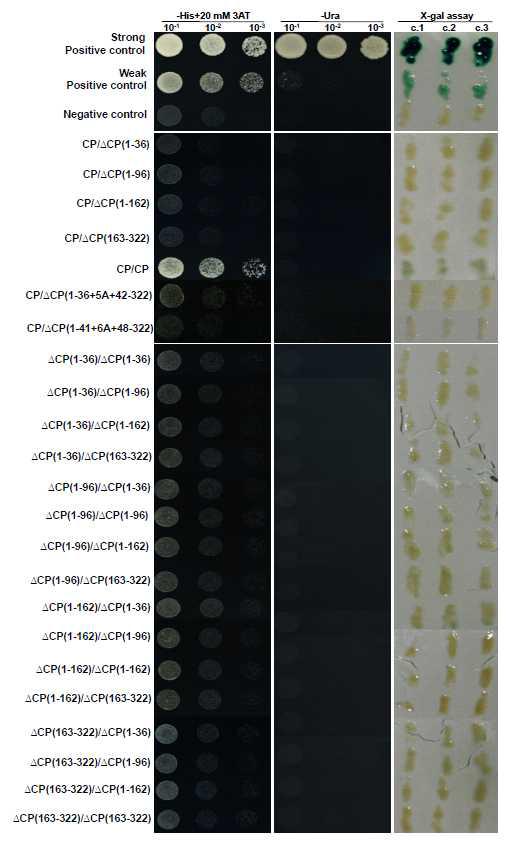 Interaction study between CP truncated mutants and full length CP by Y2H.