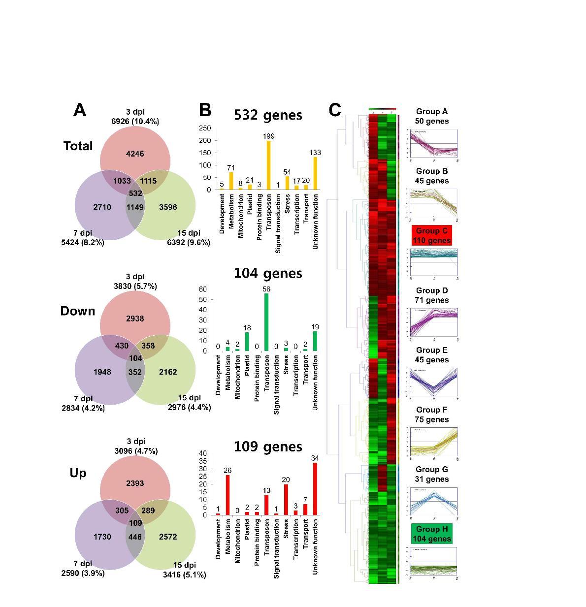 (A) Venn diagram displaying the distribution of differentially expressed genes (more than two fold changes) at each time point. Total indicates differentially expressed genes including down- or up-regulation while down and up indicate the number of down-regulated and up-regulated genes, respectively. (B) The functional classification of differentially expressed genes which were commonly identified at each time point. 532 genes were differentially expressed at three time points. Both 104 genes and 109 genes were down-regulated and up-regulated, respectively, at three time points. (C) Hierarchical clustering of 532 genes which were divided into 8 groups according to expression patterns.