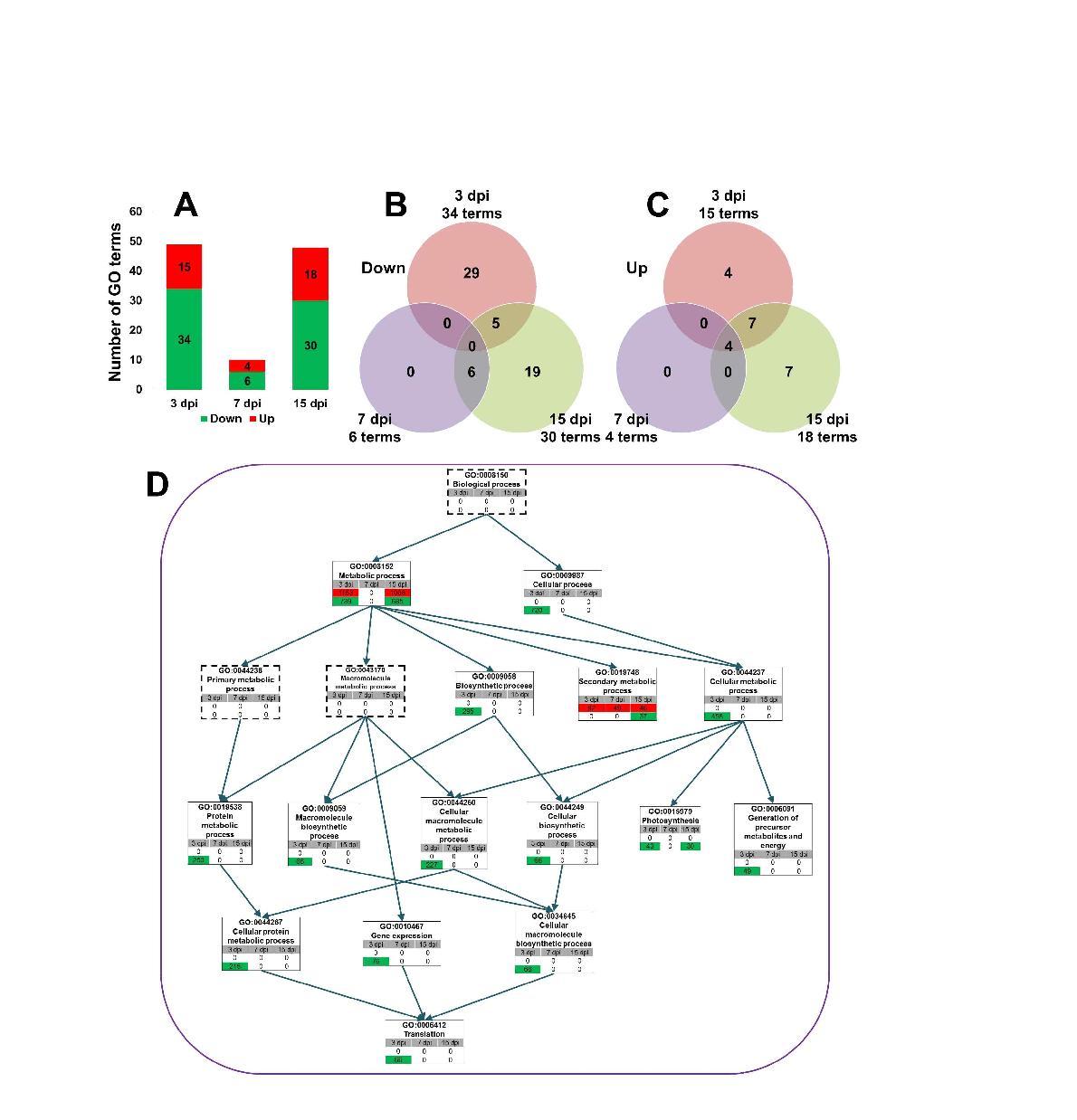 (A) The number of enriched GO terms at each time point. Green and red colors indicate groups of down- and up-regulated genes, respectively. Venn diagram illustrating the distribution of enriched GO terms for the groups of down-regulation (B) and up-regulation (C) at each time point. (D) GO directed acyclic hierarchical graph (DAG) shows the structural networks of identified GO terms according to biological process. Green and red colors indicate gene groups of down- and up-regulation at each time point and the number represents the number of differentially expressed genes associated with the given GO term. The dashed rectangles represent GO terms which are not significant.