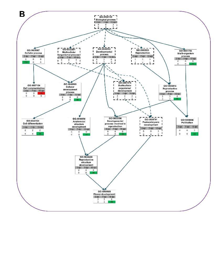 GO directed acyclic hierarchical graph (DAG) shows the structural networks of identified GO terms according to biological process. Green and red colors indicate gene groups of down- and up-regulation at each time point and the number represents the number of differentially expressed genes associated with the given GO term. The dashed rectangles represent GO terms which are not significant.