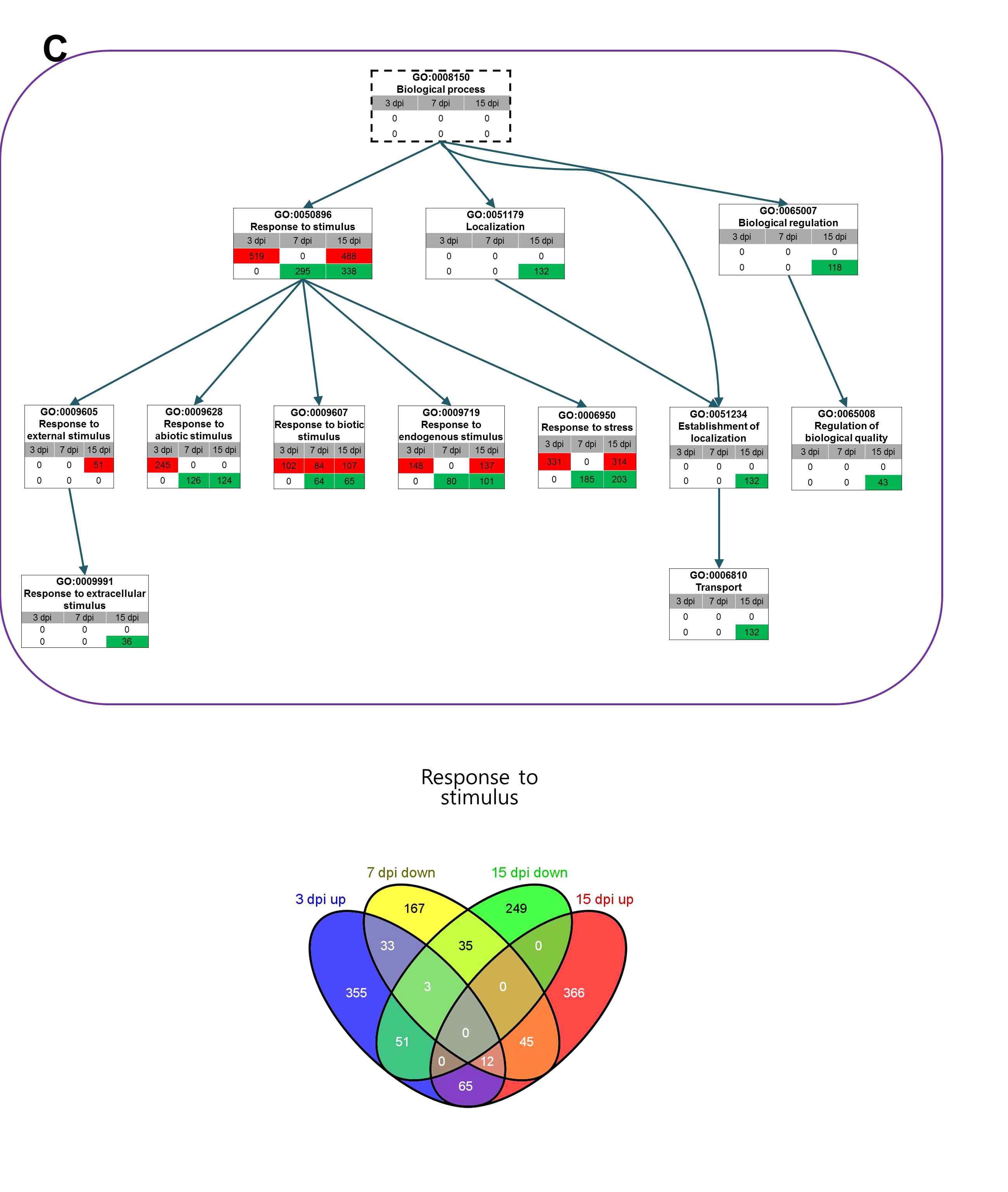 (A) GO directed acyclic hierarchical graph (DAG) shows the structural networks of identified GO terms according to response to stimulus. Green and red colors indicate gene groups of down- and up-regulation at each time point and the number represents the number of differentially expressed genes associated with the given GO term. The dashed rectangles represent GO terms which are not significant. (B) Comparison of the number of differentially expressed genes in four groups.