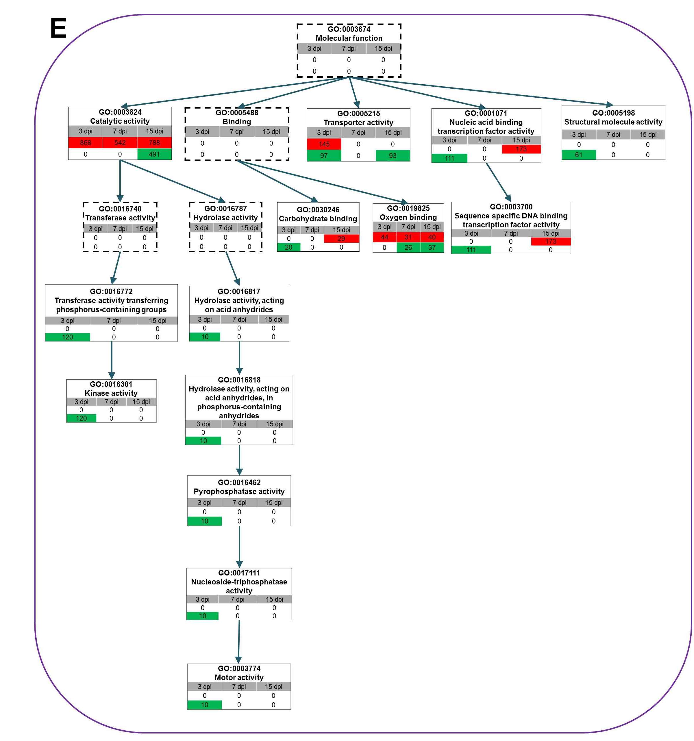 GO directed acyclic hierarchical graph (DAG) shows the structural networks of identified GO terms according to molecular function. Green and red colors indicate gene groups of down- and up-regulation at each time point and the number represents the number of differentially expressed genes associated with the given GO term. The dashed rectangles represent GO terms which are not significant.