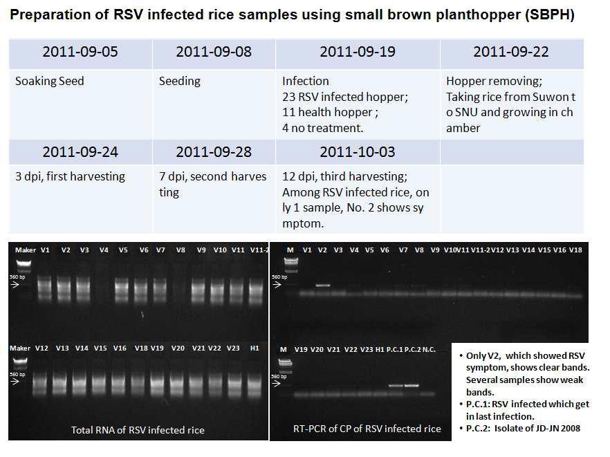RSV에 감염된 벼 샘플을 얻기 위한 실험 과정.