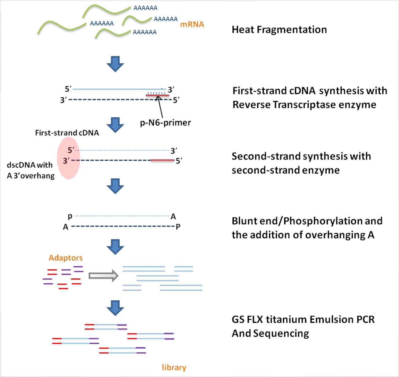 GS rapid cDNA preparation protocol