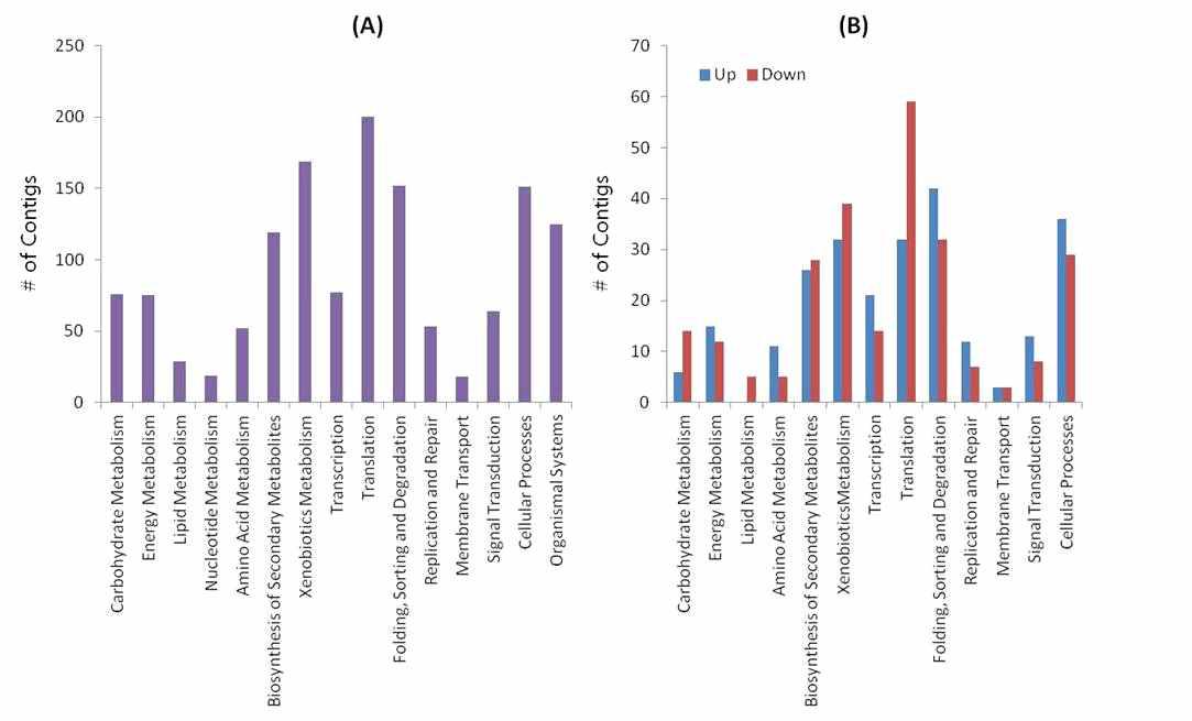 KEGG analysis of total (A), UP and DOWN (B) isotigs. (A) Functional groups defined by KEGG were classified as Carbohydrate metabolism, Energy Metabolism, Lipid metabolism, Nucleotide metabolism, Amino acid metabolism, Biosynthesis of other secondary metabolites, Xenobiotics biodegradation and metabolism, Transcription, Translation, Folding Sorting and Degradation, Replication and Repair, Membrane transport, Signal transduction, Cellular processes, and Organismal systems. (B) The isotigs that showed significantly different expression (a binominal probability of < 0.1) were classified as UP or DOWN, where UP indicates genes that are up-regulated in RSV-viruliferous L. striatellus compared to in non-viruliferous L. striatellus and DOWN indicates genes that are down-regulated in RSV-viruliferous L. striatellus compared to in non-viruliferous L. striatellus.