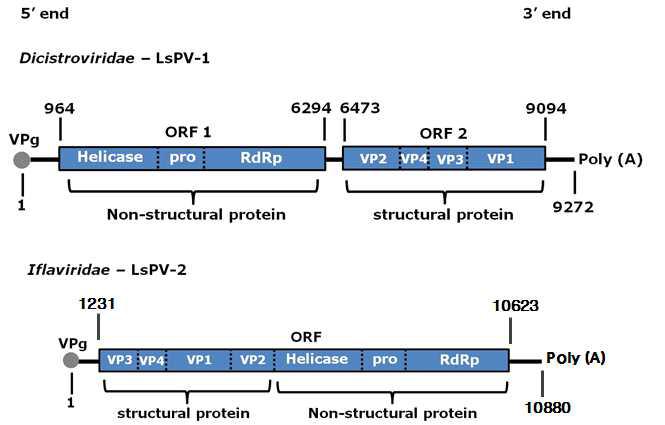 Schematic diagram of the genome organization of Dicistroviridae and iflaviridae. This boxes show coding region for the indicated protein. LsPV-1 is an isolated from the non-vruliferous L. striatellus and contained two open reading frames (ORFs). LsPV-2 is an isolated from the RSV-viruliferous L. striatellus and have a single, large ORF.