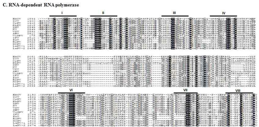 Multiple sequence alignment of the LsPV-1 and LsPV-2 with picorna-like viruses for the helicase(A), protease(B) and RNA-dependent RNA polymerase(RdRp) (C) sequences. Conserved regions corresponding to those recognized by Koonin and Dolja (1993) are indicated by bars above the protein alignment. Residues forming the catalytic triad in the protease (Koonin and Dolja, 1993) are marked with asterisks. Black, dark- gray, and light-gray shading indicates 100%, 80%, and 60% sequence identity, respectively. Number at the beginning of the sequences represent the amino acid position from the start of the open reading frame (ORF).