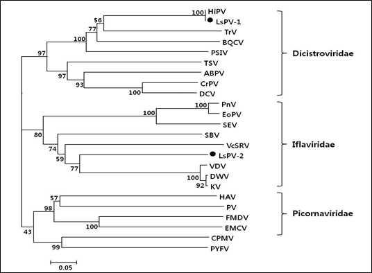 The Phylogenetic tree obtained from the RNA-dependent RNA polymerase (RdRp) sequence of 24 viruses belonging to Picornaviridae, Dicistroviridae, and Iflaviridae including that of LsPV-1, LsPV-2. The parsnip yellow virus (PYFV) in Sequiviridae and cowpea mosaic virus (CPMV) in Comoviridae were used as out groups. Numbers at each node specify bootstrap percentage of 1000 replications. Scale bar indicates the number of substitutions per site.