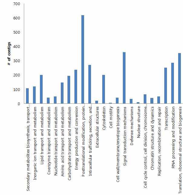 Comparitive transcriptome analysis.