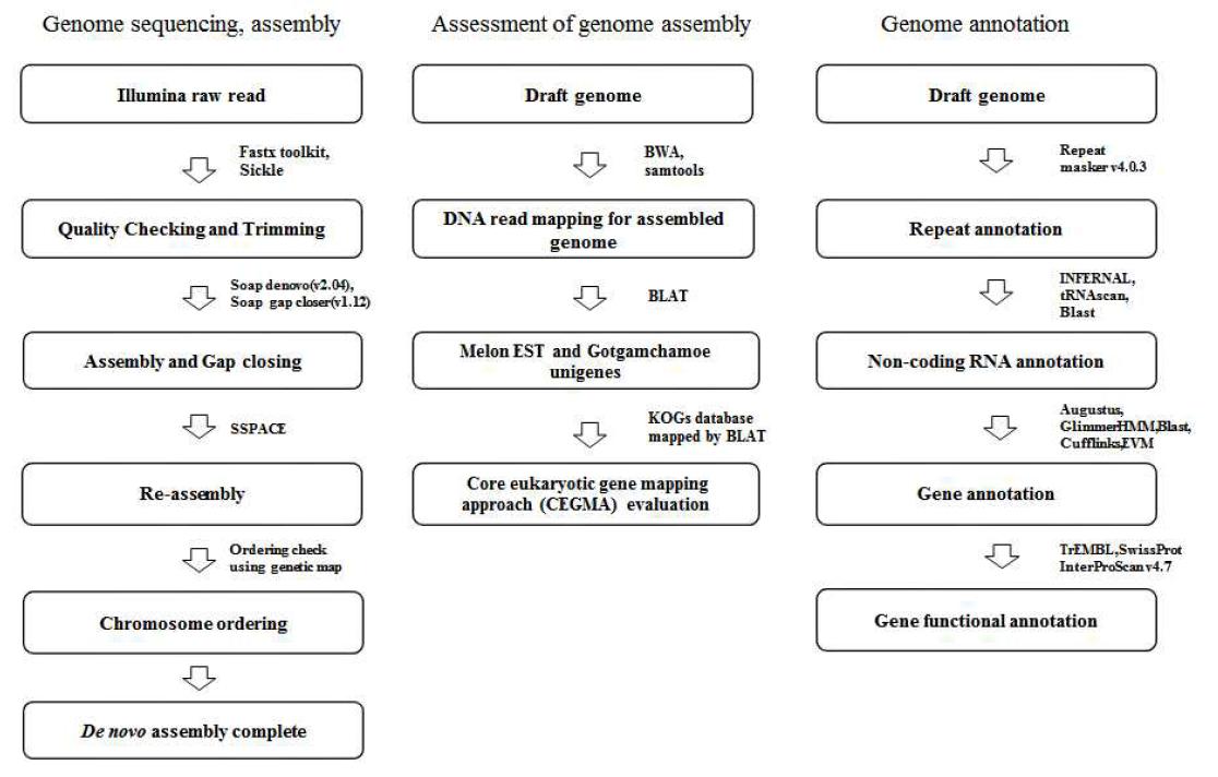 de novo assembly 분석 모식도