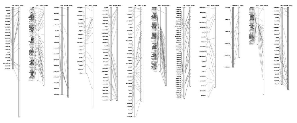 Anchoring of the Gotgam chamoe genome assembly to KM X SW3 genetic map