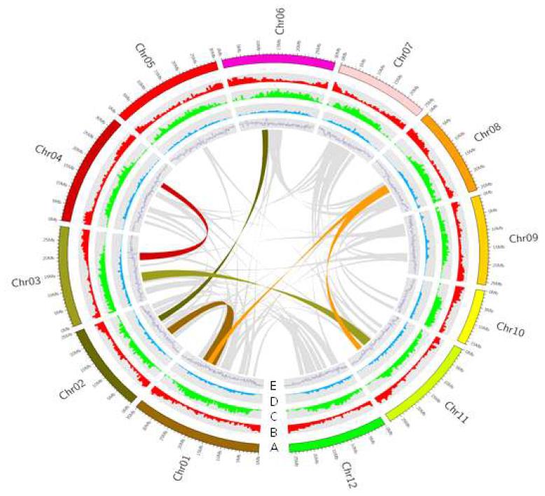 The genome of Gotgam chamoe (A) Pseudomolecules.