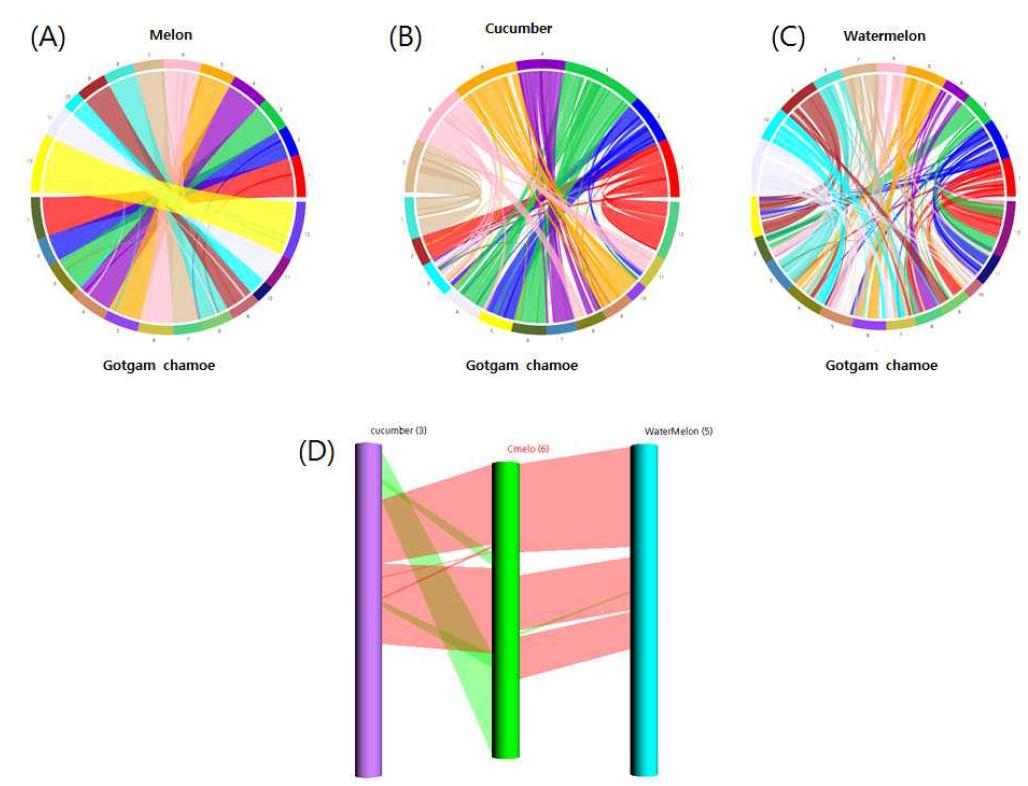 Comparative analysis of the Gotgamchamoe and Cucurbitaceae family genomes (A) Alignment of Gotgam chamoe and melon,