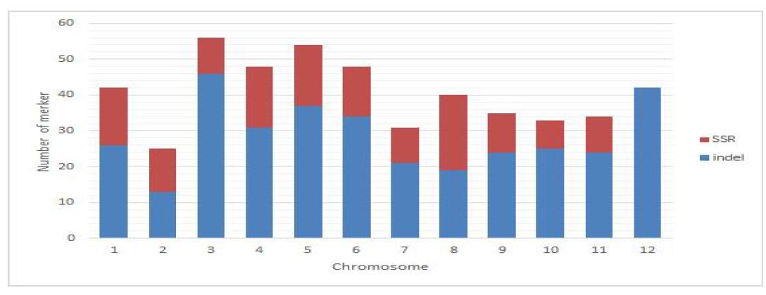 Distribution of SSR and INDEL marker on chromosome