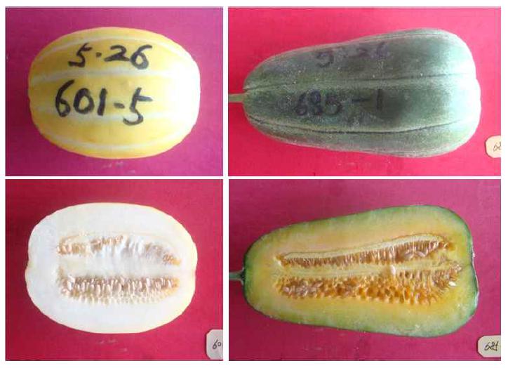 참외 RIL집단 육성에 사용될 교배모본의 과실 사진(Left: 모계 계통 “SW3”, Right: 부계 계통 “곶감참외”)