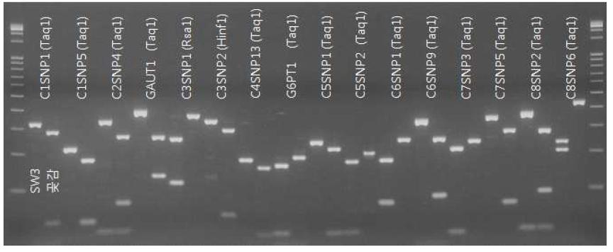 유전자지도 작성용 교배모본 간 다형성을 나타내는 SNP(dCAPS) 마커
