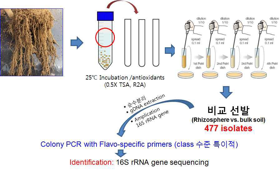 Class Flavobacteria에 속하는 근권 특이적 미생물 분리 및 선발 과정