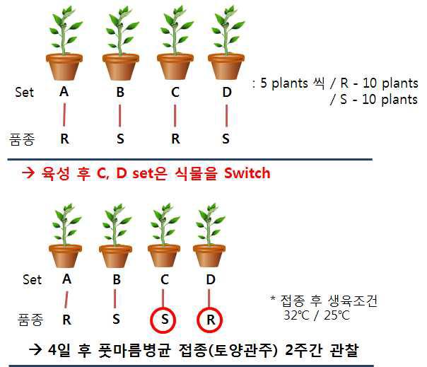 토마토 식물품종 교환과 풋마름병 반응 실험 과정