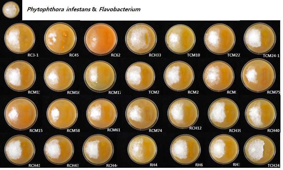 감자 역병균에 대한 길항력을 보이는 Flavobacterium 균주들