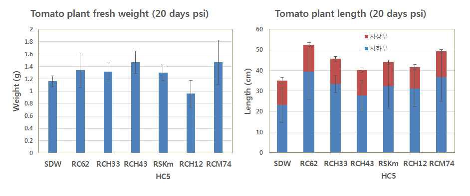 토마토 생육에 미치는 Flavobacterium 균주들의 영향
