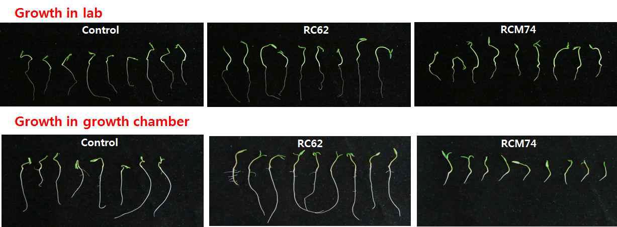 생육상과 실험실에서 토마토 발아 및 초기생장에 미치는 Flavobacterium 균주들의 효과