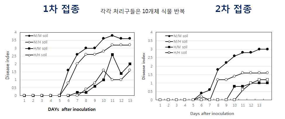 식물교환 후 풋마름병 접종에 의한 풋마름병 발생 양상