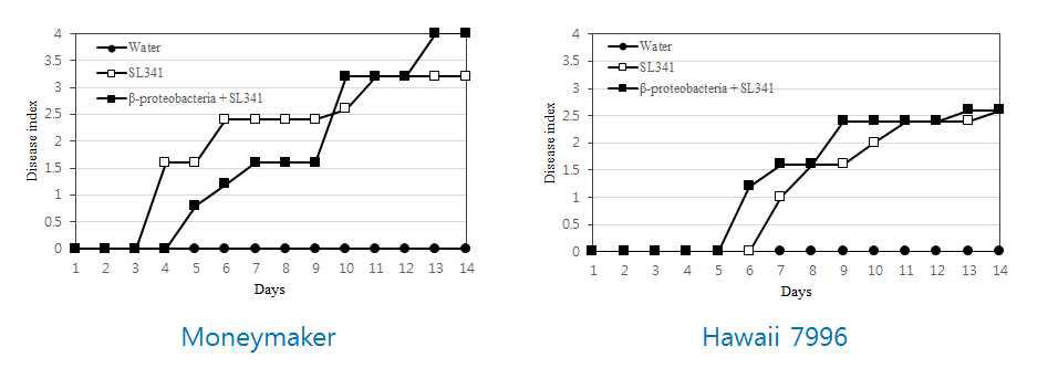 β-Proteobacteria 균주가 근권에 처리된 토마토 식물체에서 풋마름병 발병