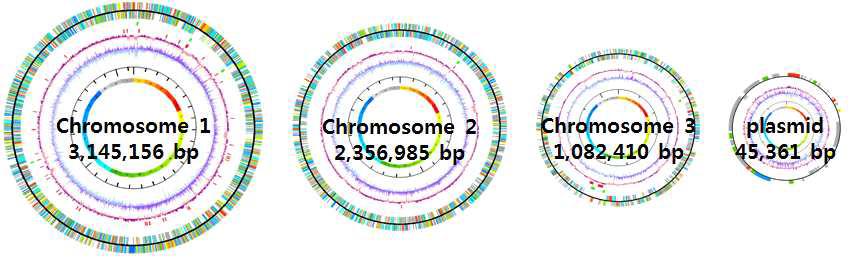 Burkholderia sp. KJ006 유전체에서 3개의 chromosome과 1개의 plasmid