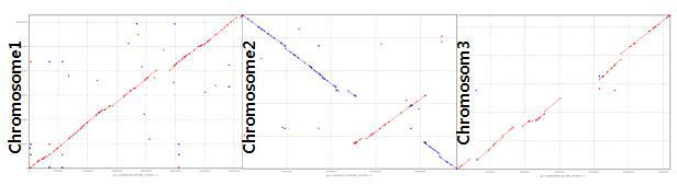 Burkholderia sp. KJ006의 chromosome들과 B. vietnamiensis G4의 유전체 구조 비교를 위한 Mummer plot