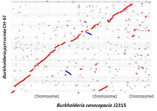 Burkholderia pyrrocinia의 chromosome들과 B. vietnamiensis G4의 유전체 구조 비교를 위한 Mummer plot