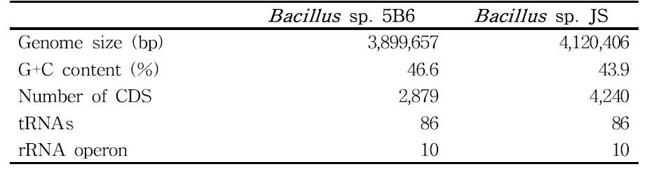 Bacillus sp. 5B6와 Bacillus sp. JS의 유전체 염기서열의 일반적 특징