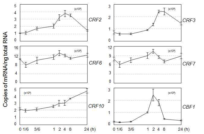 Quantitative analysis of CRF expression in response to cold.