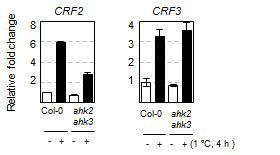 Expression of CRF2 and CRF3 in response to cold in ahk2 ahk3 mutantscompared with the wild-type plants.