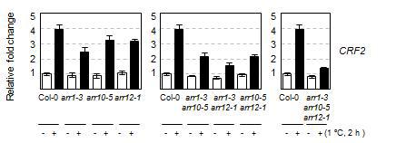 Expression of CRF2 in response to cold in type-B arr mutants compared withthe wild-type plants.