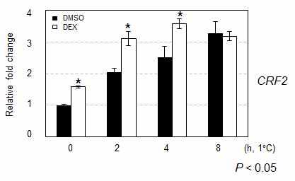 Expression analysis of CRF2 in Pro35S:IPT:GUS:GR Arabidopsis plants inresponse to cold.